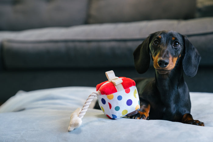P.L.A.Y. Party Time Collection - Mini Size Pawfect Present Toy with Small Black Weiner Dog
