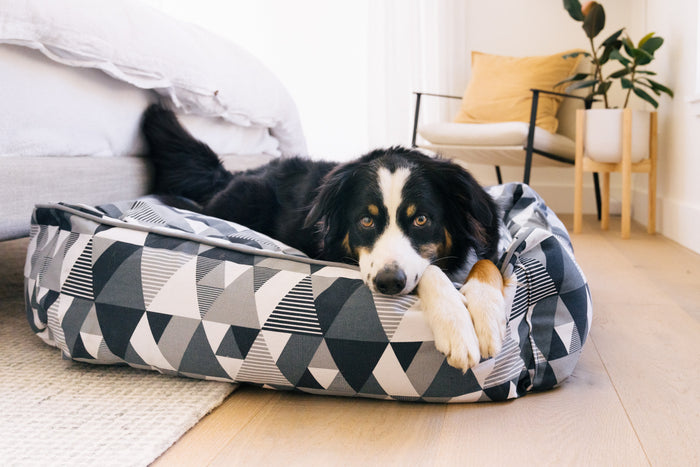 Mosaic Lounge Bed by P.L.A.Y. in Tuxedo with dog lounging in it at foot of bed