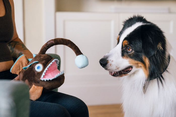 Dog playing with Play’s Ocean Buddies Angler Fish