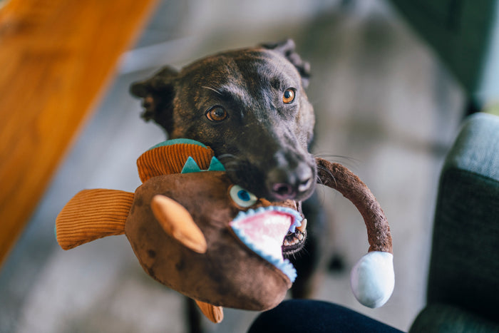 Dog playing with Play’s Ocean Buddies Angler Fish toy