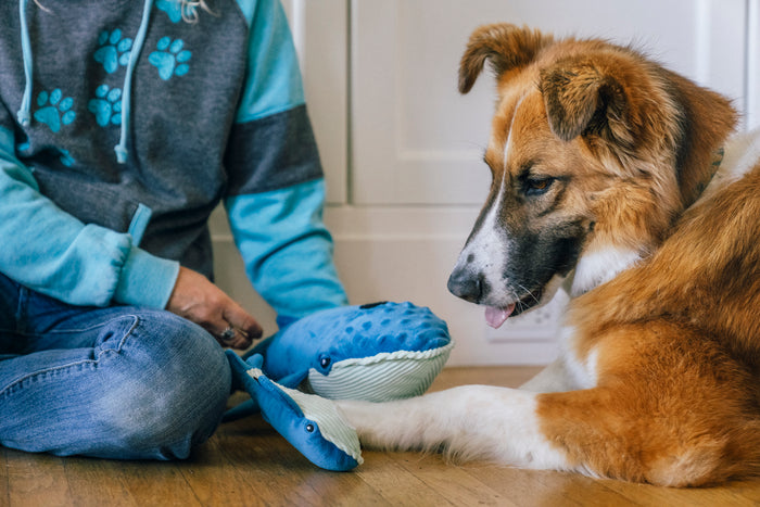 Dog mom and dog interacting with a Play's Ocean Buddies Big Blue and Baby Blue whale toys on a wooden floor.