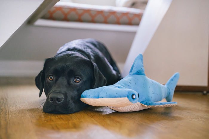 Black dog lying next to Play’s Ocean Buddies Bonk the Hammerhead, a blue shark-shaped dog toy, on a wooden floor.