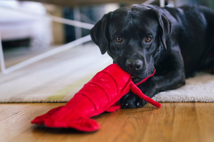 Black dog playing with Play’s Ocean Buddies Lemmy the Lobster dog toy on a wooden floor.