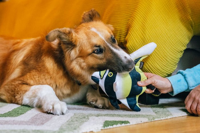 Dog playing with Play's Ocean Buddies Moorish Idol fish dog toy held by a person in front of a bed with a yellow comforter.
