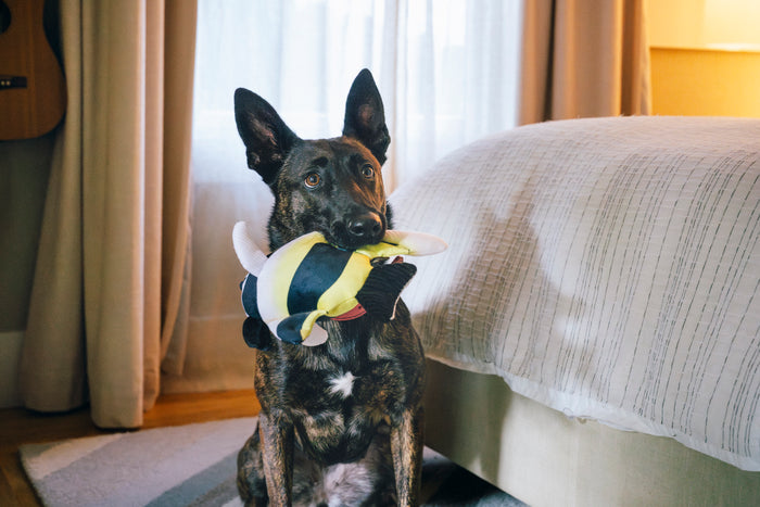 Dog sitting in front of a bed holding Play's Ocean Buddies Moorish Idol fish dog toy in its mouth.