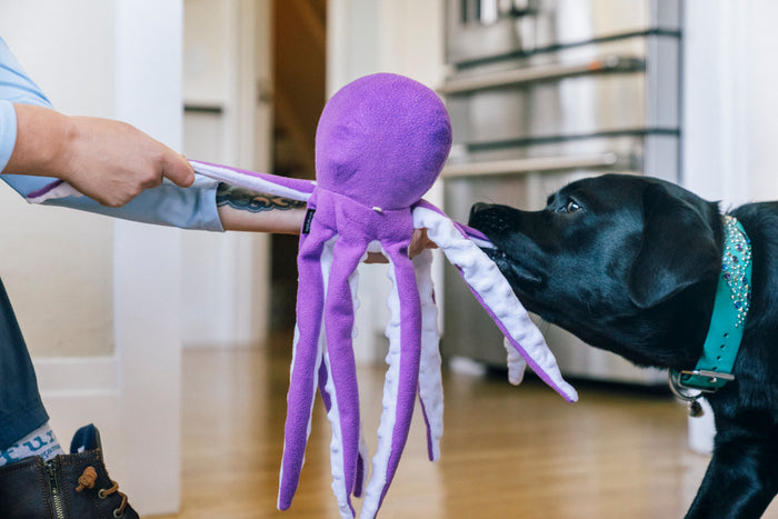 Big black dog tugging with Play’s Ocean Buddies Opal the Octopus toy held by a person indoors.