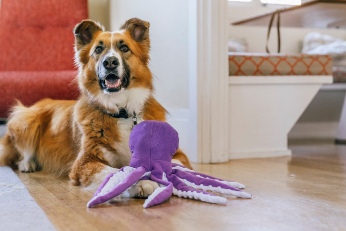 Big fluffy brown dog sitting with Play’s Ocean Buddies Opal the Octopus, a purple octopus toy, between its front paws on a wooden floor indoors.