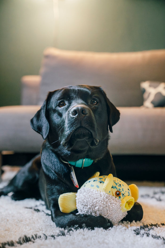 Black dog sitting with Play's Ocean Buddies Puffer Fish in between its front paws in a living room setting