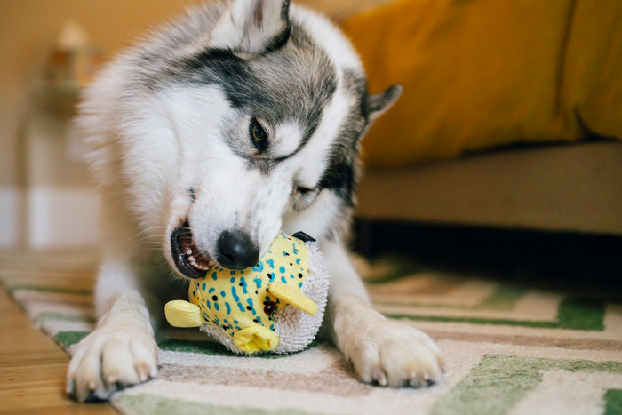 Big white fluffy dog playing with Play's Ocean Buddies Puffer Fish on a rug