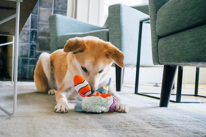 Dog playing with Play’s Ocean Buddies Reef Retreat on a carpeted floor in a living room with its snout pressing into it.