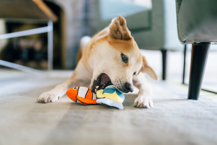Dog playing with Play’s Ocean Buddies Reef Retreat dog toy on a carpeted floor trying to bite one of the fish.