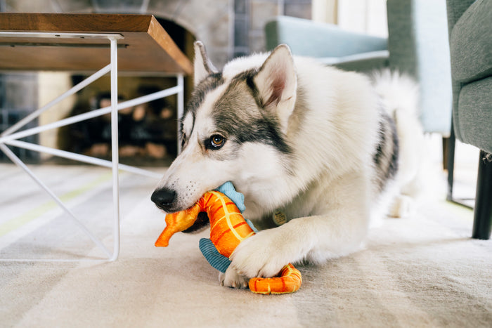 Big white fluffy dog playing with Play's Ocean Buddies Seahorse dog toy indoors on rug