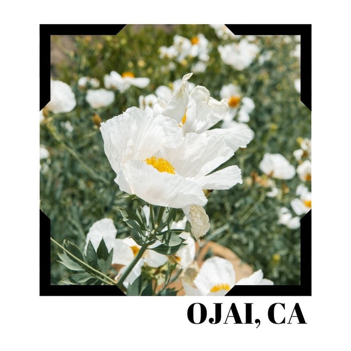 Ojai Square Magnet