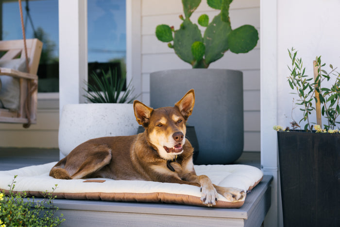 Original Chill Pad in Cream with dog lounging on deck with paws crossed
