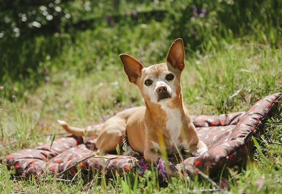 Scout & About Outdoor Chill Pad in Mocha with dog chilling on it in the woods