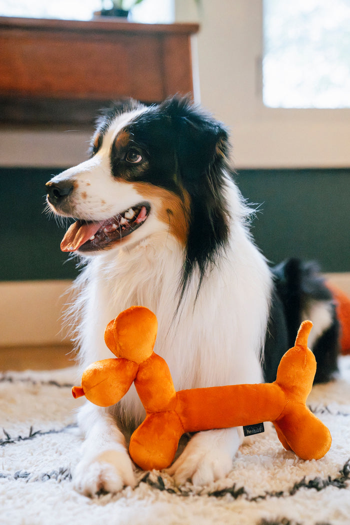 Fluffy dog with Play’s Party Animal Balloon Buddy, an orange dog-shaped toy on its front paws on a carpeted floor indoors