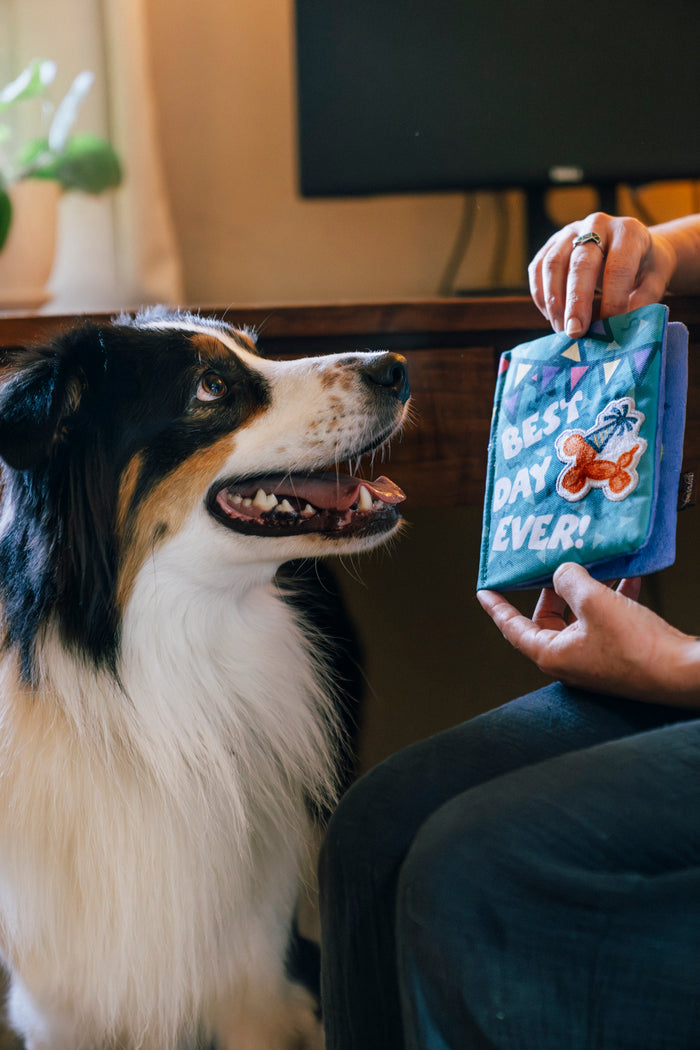 A fluffy dog looking at Play’s Party Animal Barkday Wishes, a colorful birthday card dog toy, held by their dog mom with 'Best Day Ever!' text on cover in front of a desk indoors