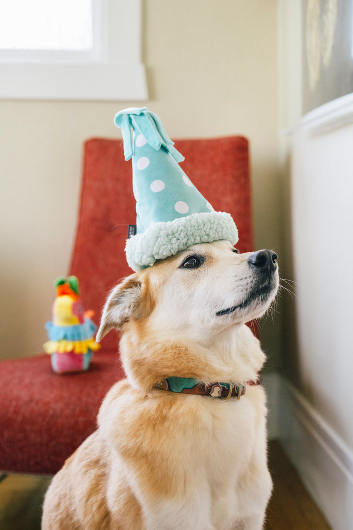Dog wearing Play's Party Animal Yappy Party Hat on its head, looking up in front of an orange/red chair indoors.