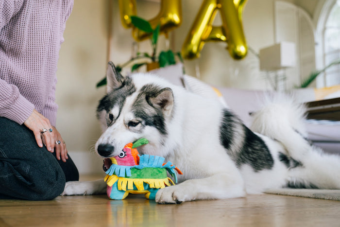 Dog playing with Play’s Party Animal Fiesta Fetch Pinata - a colorful toy indoors on a wood floor wth dog mom kneeling in front, with gold balloons in the background.