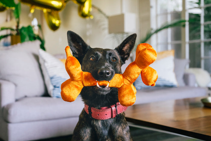 Dog holding the Play’s Party Animal Balloon Buddy in its mouth in a living room wearing a red collar