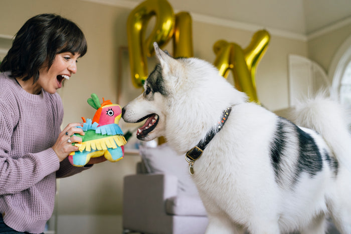 Dog mom playing with a big, white fluffy dog and Play’s Party Animal Fiesta Fetch Piñata, a colorful dog toy, indoors with gold balloons in the background