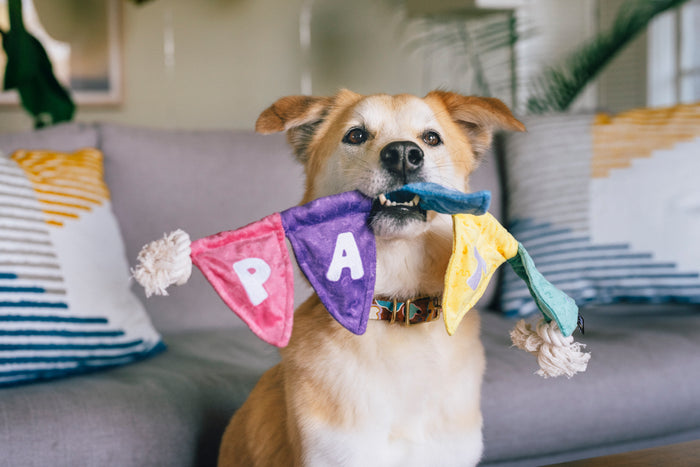 Dog holding Play’s Party Animal Tug n’ Party Banner colorful dog toy with PARTY letters on it in front of a gray couch