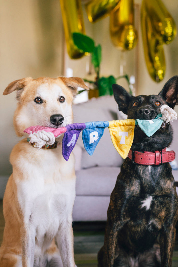 Two dogs, both holding the Play’s Party Animal Tug n’ Party Banner colorful dog toy in their mouths, while sitting indoors with balloons in the background