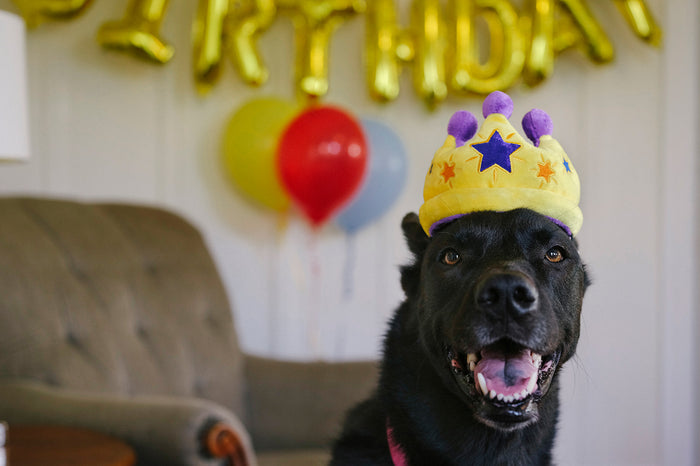 P.L.A.Y. Party Time Canine Crown Toy - beautiful black dog wearing the toy on her head in living room with decorations in the background
