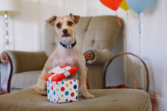P.L.A.Y. Party Time Pawfect Present Toy in front of small dog's paws sitting on an ottoman