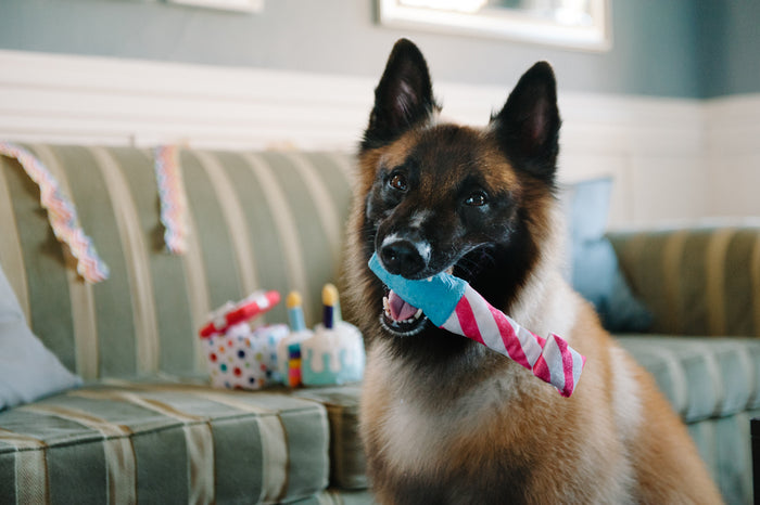 P.L.A.Y. Party Time Raise the Woof Party Horn Toy in smiling mouth of big fluffy brown dog with other toys in background on a green striped couch