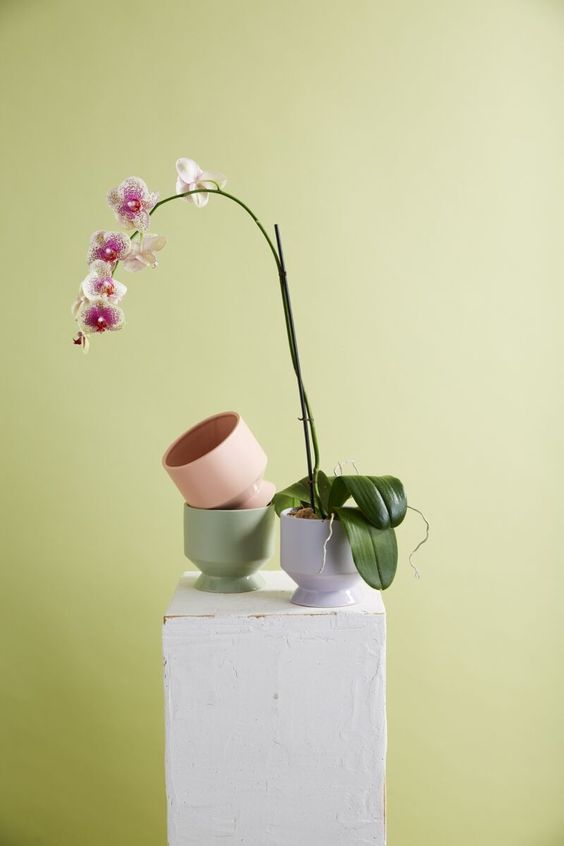 Pasadena Pot - Light Purple