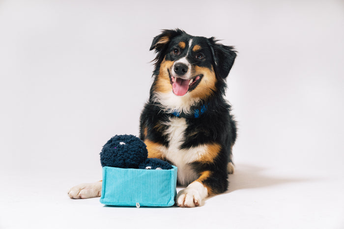 P.L.A.Y. Picked Fresh Blue Beg-rries Toy  sitting on white floor in front of a fluffy black and brown dog's front paws with the dog smiling