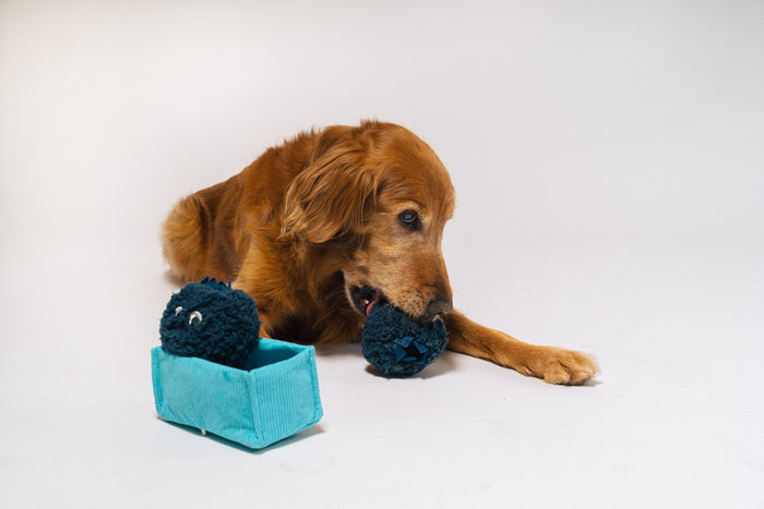 Golden Retriever Dog playing with P.L.A.Y.'s Picked Fresh Blue Beg-rries Toy on a white background
