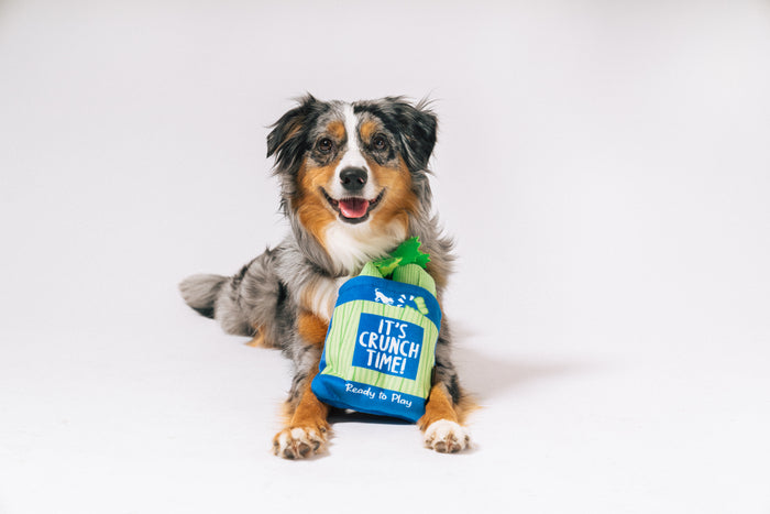 P.L.A.Y. Picked Fresh Crunch Bunch Toy: Dog posing with celery bag toy looking into camera on a white background
