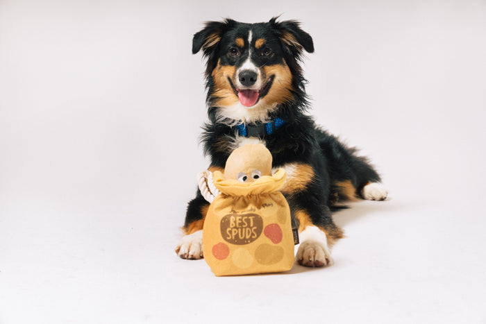 P.L.A.Y.'s Picked Fresh Potato Pals Toy lifestyle image of a fluffy dog with a plush toy labeled 'Best Spuds' on a white background