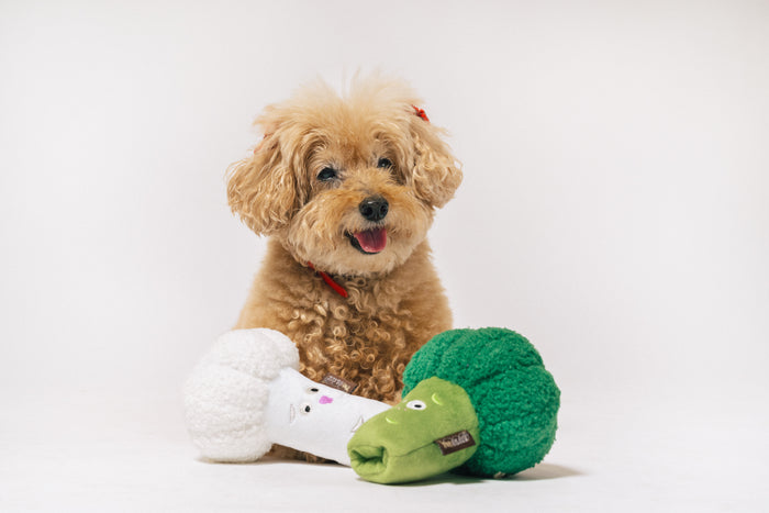 Small brown dog with P.L.A.Y.'s Picked Fresh Veggie Munch Duo Toy Set on a white background