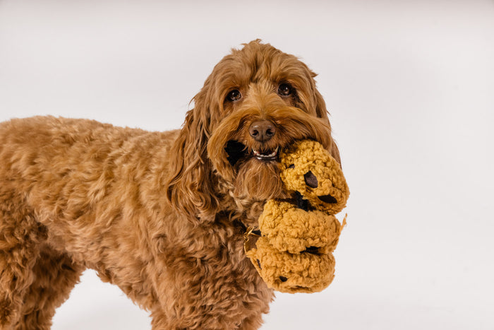 P.L.A.Y.'s Pup Cup Cafe Collection - Cookies n' Treats Toy hanging from brown dog's mouth