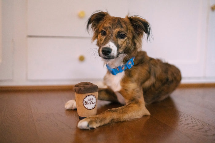 P.L.A.Y.'s Pup Cup Cafe Collection - Doggo's Java Toy sitting between a little brown dog's paws in the kitchen