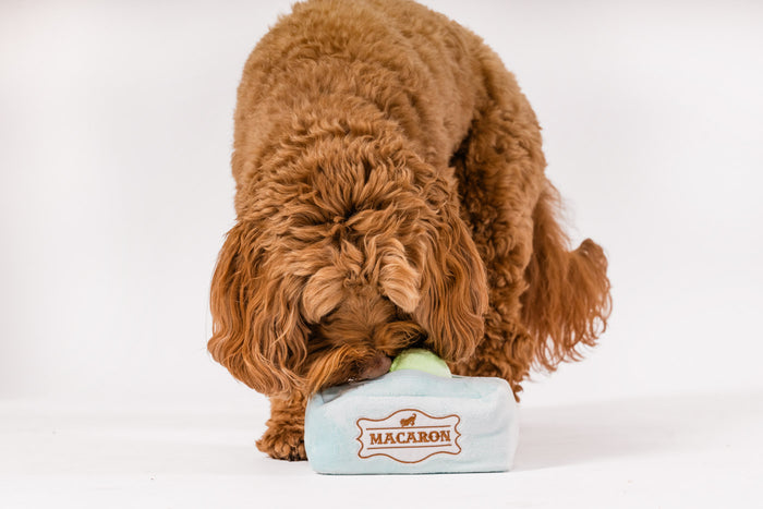 P.L.A.Y. Pup Cup Collection - Mutt-a-rons Toy - brown dog searching in box with green cookie peeking out