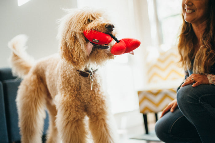 P.L.A.Y. Puppy Love Collection - Fur-ever Hearts Toy in mouth of dog with dog mom smiling on