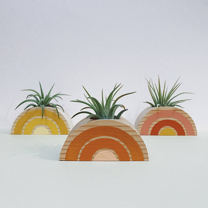 Rainbow Air Plant Holder (PLANT INCLUDED)