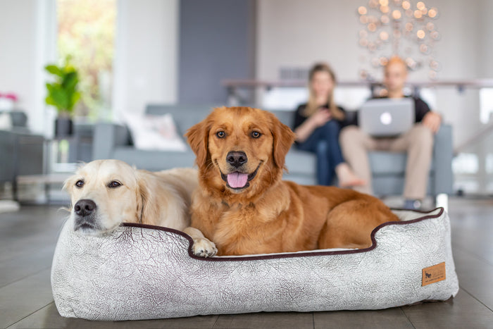 Gallery: Savannah Lounge Bed PY3002ASF