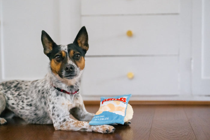 P.L.A.Y. Snack Attack Collection - Mini Fluffles Toy sitting on the paws of a small dog on a kitchen floor looking at the camera