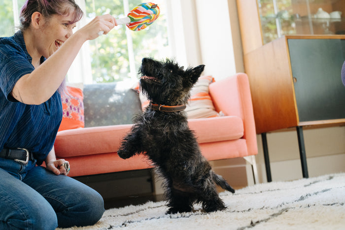 P.L.A.Y. Snack Attack Collection - Lollipup Toy being dangled above a little black dog by dog mom with smiles on both of thier faces in a living room