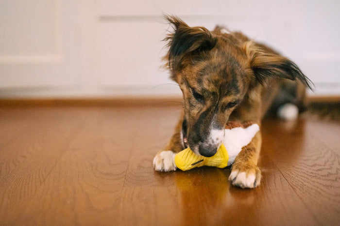 P.L.A.Y. Snack Attack Collection - Mini Swirls n' Slobbers Soft Serve Toy being  chomped down on by a small brown dog on a wood floor