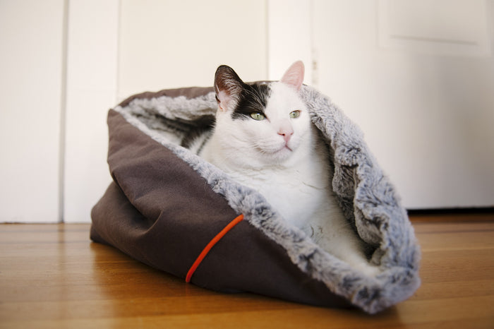 P.L.A.Y. Snuggle Bed - Husky Gray with white and black cat stretching out inside