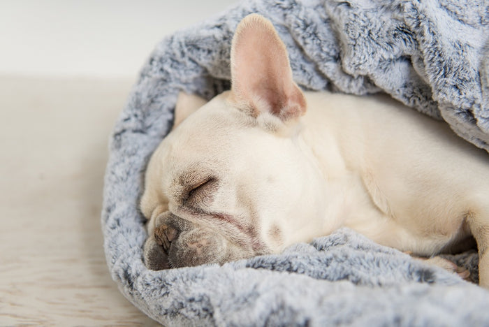P.L.A.Y. Snuggle Bed - Husky Gray with close up of white Frenchie's head sleeping inside