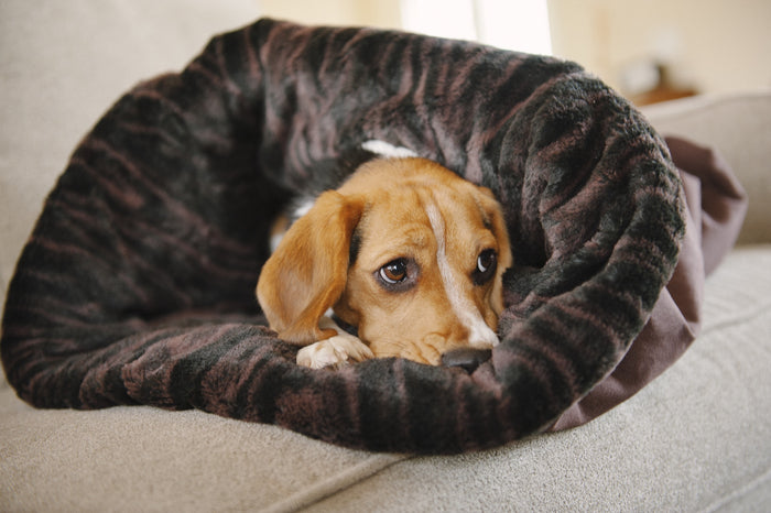 P.L.A.Y. Snuggle Bed - Truffle Brown small dog cuddling inside on a couch looking to the right