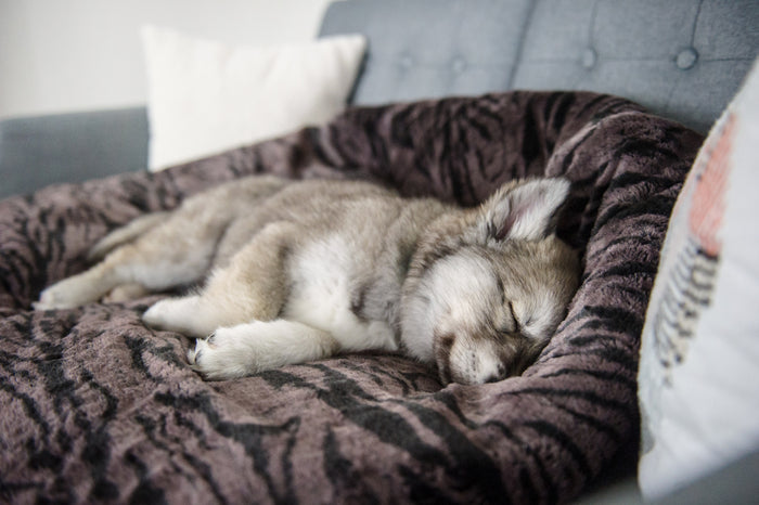 P.L.A.Y. Snuggle Bed - Truffle Brown laid flat on a gray couch with small fluffy puppy streched out sleeping on it