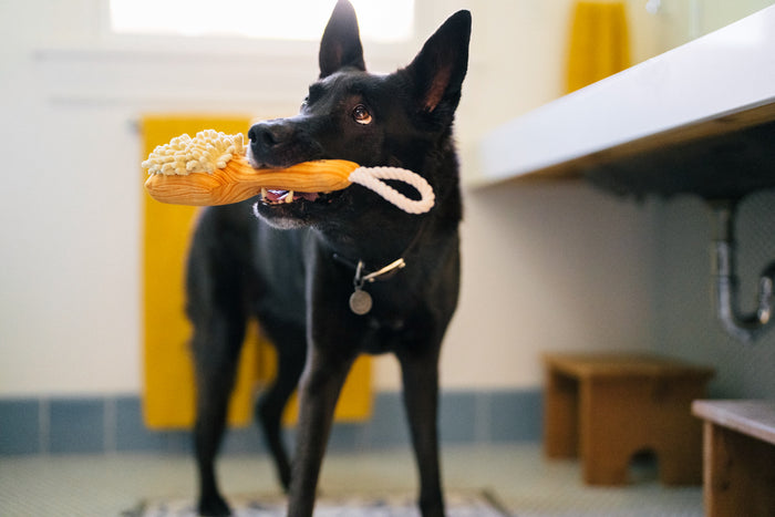 P.L.A.Y. Splish Splash Collection - Bark n' Bristles Toy in mouth of beautiful black dog standing in bathroom looking up